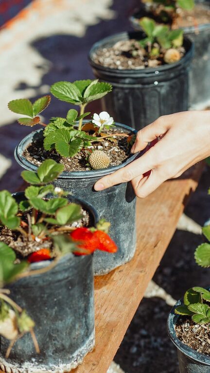 How to Start a Small Herb Garden Indoors: A Beginner’s Guide